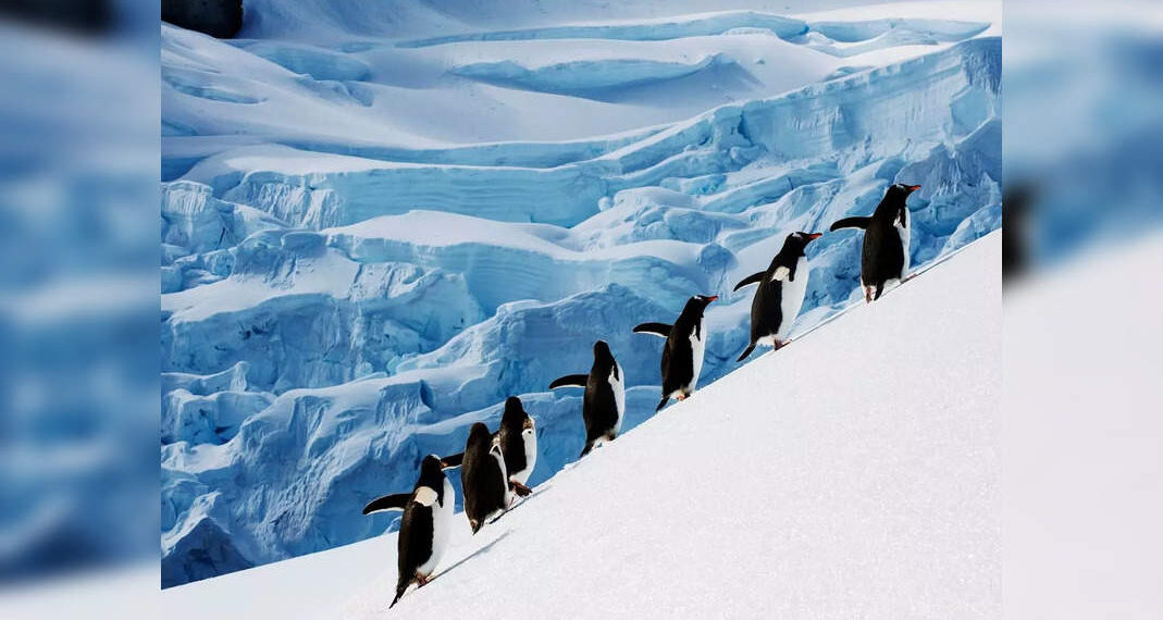 Avviso di lavoro da sogno! Conta i pinguini e gestisci un ufficio postale in Antartide