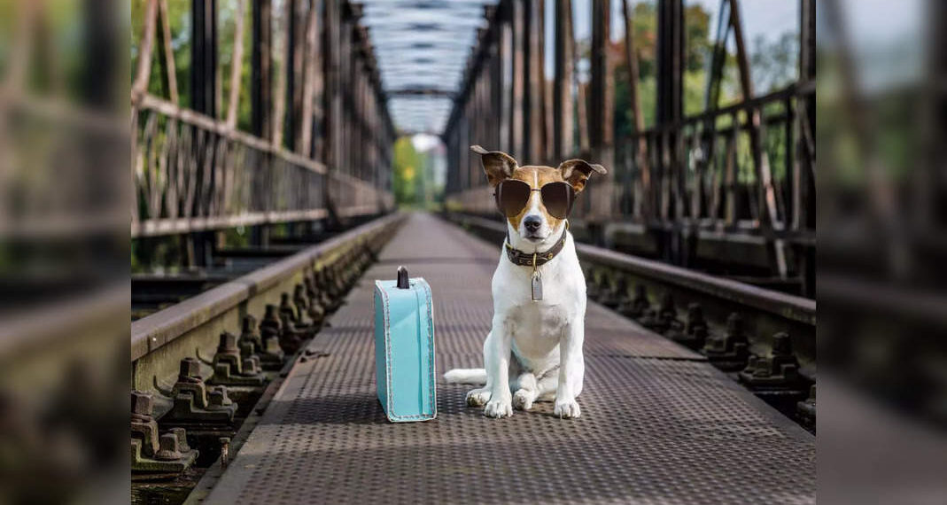Come viaggiare in treno in India con il tuo animale domestico?