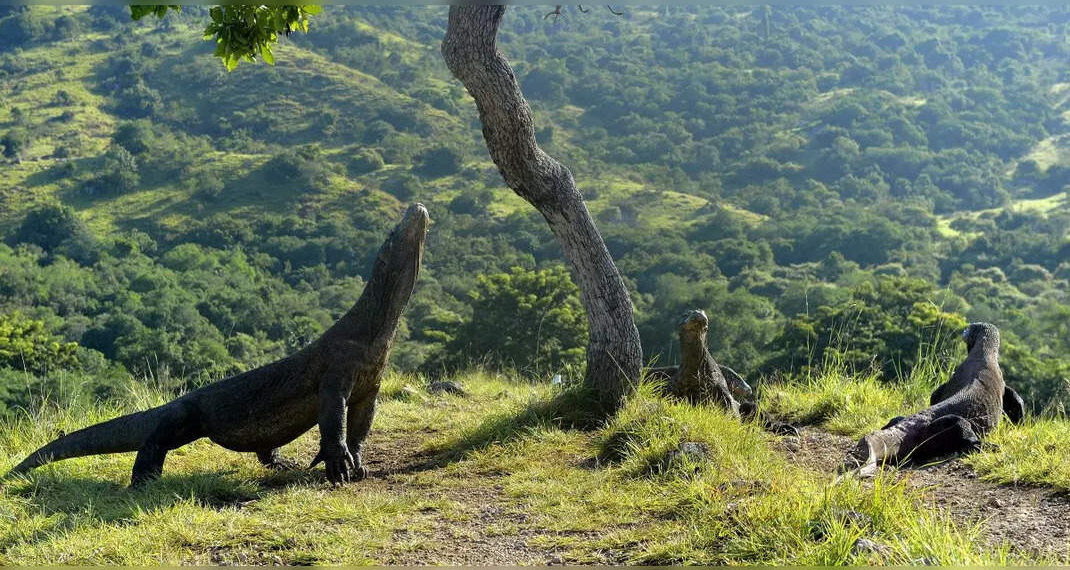 L'Indonesia impone una quota di iscrizione di $ 252 all'isola di Komodo a partire dal prossimo anno