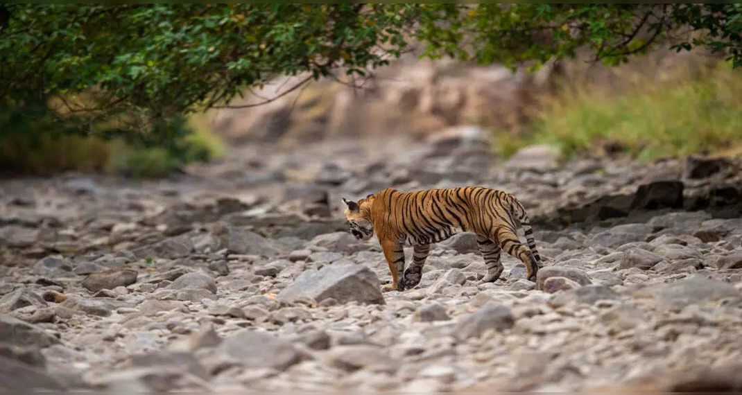 Jim Corbett National Park: la Garjia Zone aprirà al turismo