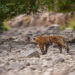 Jim Corbett National Park: la Garjia Zone aprirà al turismo