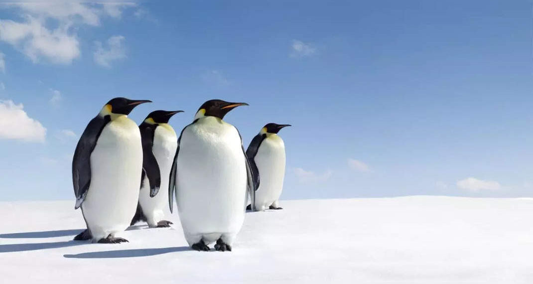 I pinguini imperatori dell'Antartide hanno dichiarato una specie in via di estinzione!  L'Antartide deve essere fuori dalla mappa turistica?