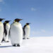 I pinguini imperatori dell'Antartide hanno dichiarato una specie in via di estinzione! L'Antartide deve essere fuori dalla mappa turistica?