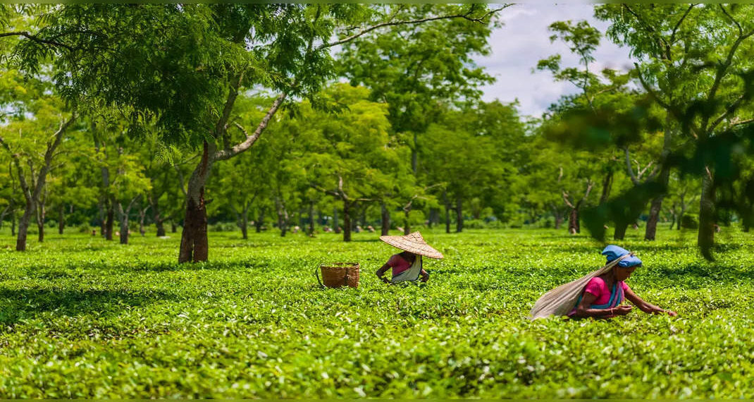 Scopri il meglio della cultura assamese al Dehing Patkai Festival