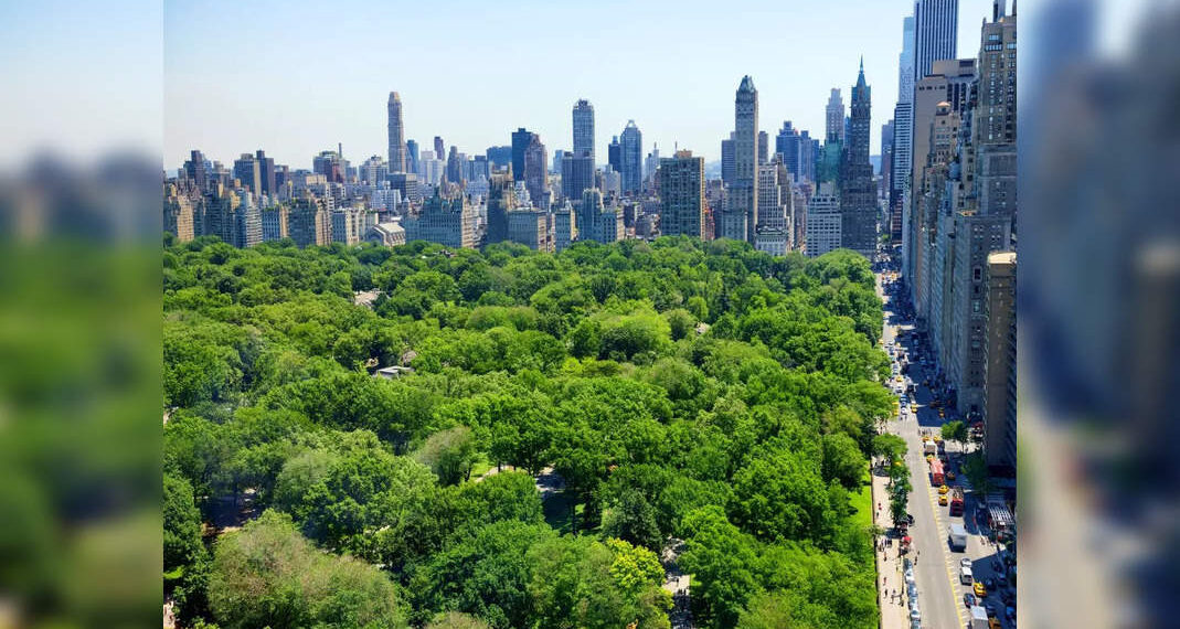Ora sarai in grado di interagire con oltre 1 milione di alberi quando sei a New York City!