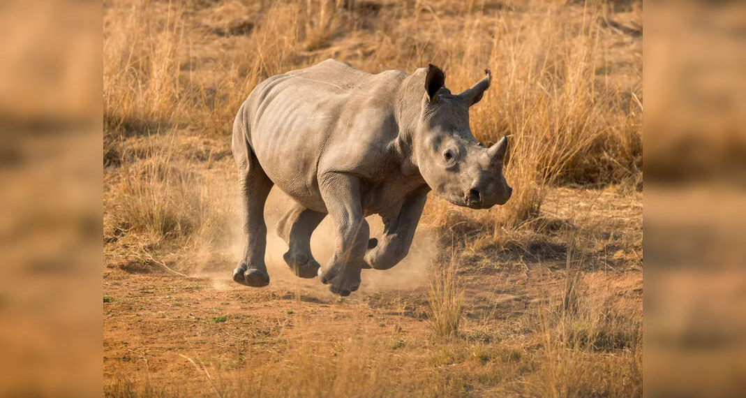 Il rinoceronte arrabbiato attacca i turisti durante un safari nella natura;  Auto si ribalta, 7 feriti
