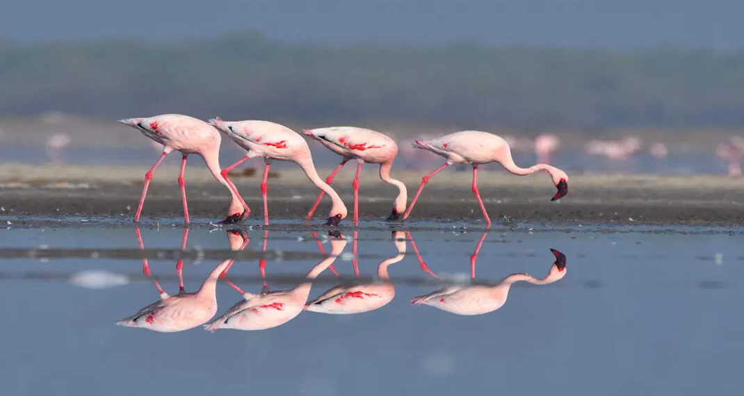 Il Gujarat ha in programma di trasformare la zona umida di Mokarsagar in una destinazione ecoturistica