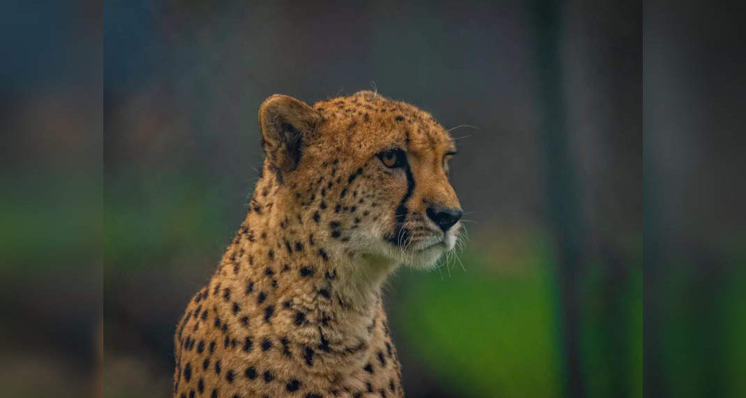 La femmina di ghepardo Sasha portata dalla Namibia al Parco nazionale di Kuno muore a causa di una malattia