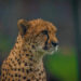 La femmina di ghepardo Sasha portata dalla Namibia al Parco nazionale di Kuno muore a causa di una malattia
