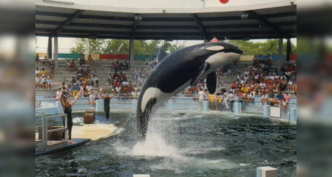 Lolita, l'orca più anziana in cattività, verrà rilasciata in libertà dopo 50 lunghi anni