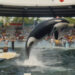 Lolita, l'orca più anziana in cattività, verrà rilasciata in libertà dopo 50 lunghi anni