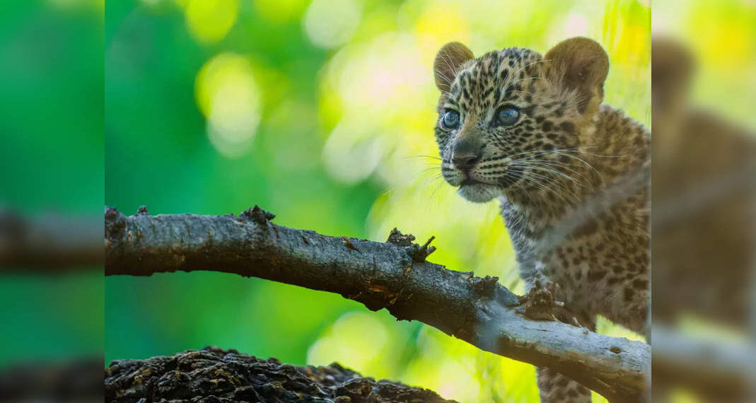 Il villaggio di Uttarakhand riceve una sorpresa inaspettata;  3 cuccioli di leopardo trovati in una casa abbandonata