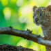 Il villaggio di Uttarakhand riceve una sorpresa inaspettata;  3 cuccioli di leopardo trovati in una casa abbandonata