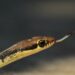 Viaggio bizzarro!  La dogana dell'aeroporto sequestra 22 serpenti dal bagaglio di un viaggiatore
