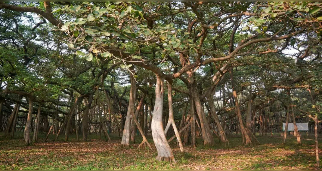 L'albero di banyan di 500 anni di Bulandshahr è stato incoronato come l'albero di banyan più antico del mondo!