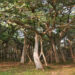 L'albero di banyan di 500 anni di Bulandshahr è stato incoronato come l'albero di banyan più antico del mondo!