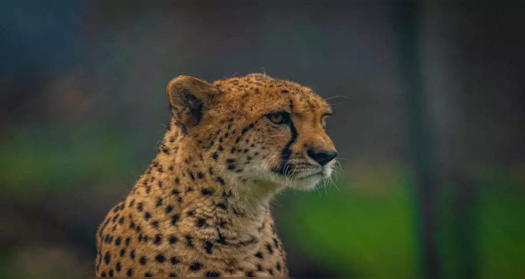 Ulteriori santuari della fauna selvatica identificati come possibili seconde case per i ghepardi in India