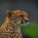 Ulteriori santuari della fauna selvatica identificati come possibili seconde case per i ghepardi in India