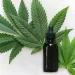 Cucinare con la cannabis: le ricette più gustose