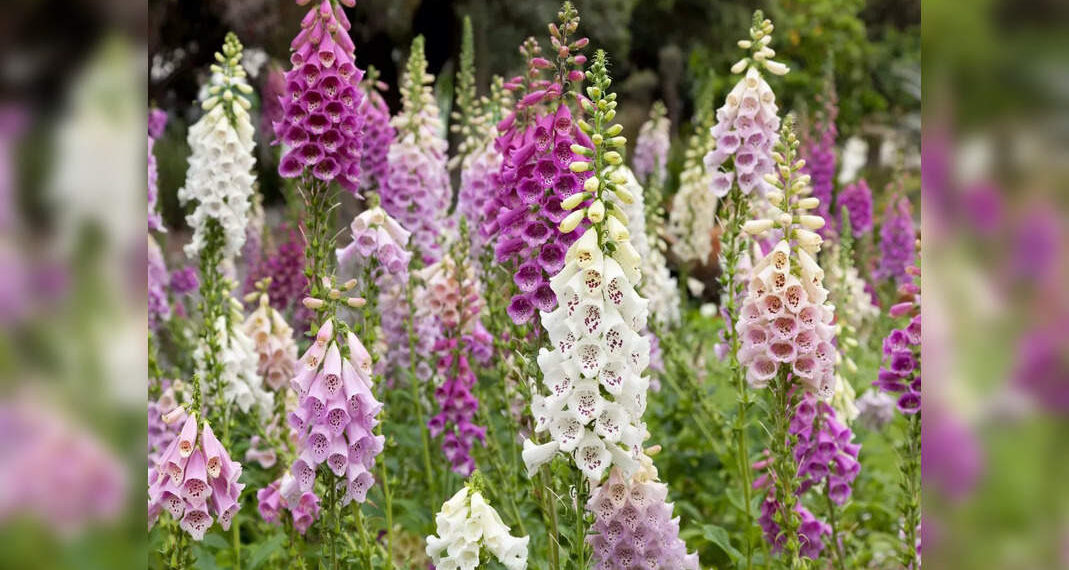 Il fiore digitale colora di rosa e bianco la valle del Kashmir!