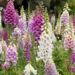 Il fiore digitale colora di rosa e bianco la valle del Kashmir!