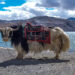 La terza edizione del Ladakh Nomadic Festival si terrà ad Hanle a luglio