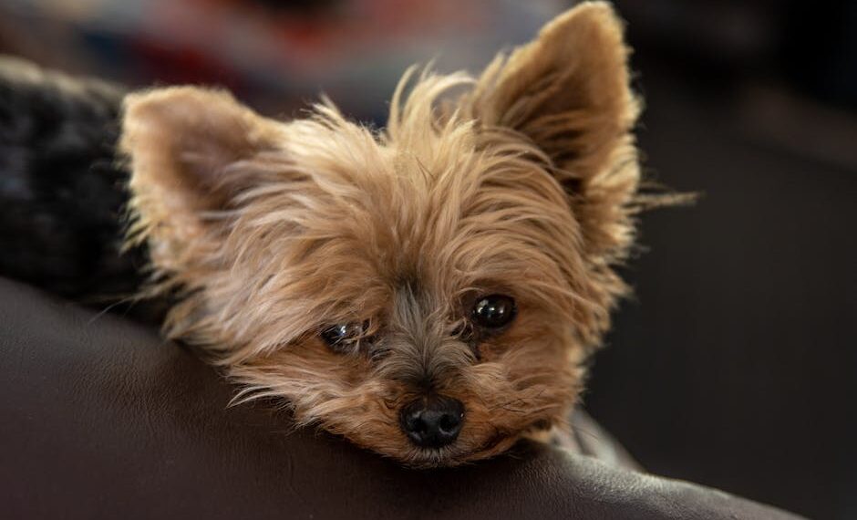 Scopri il Prezzo di un Jagd Terrier: La Guida Definitiva per il Cane che Desideri