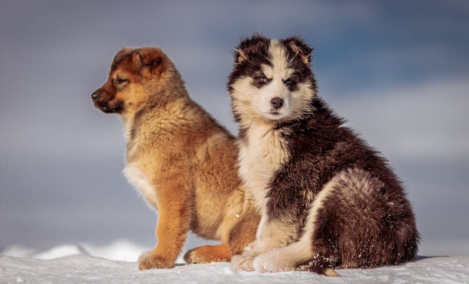 Scopri il Prezzo dei Cuccioli di Husky: Guida Completa per il Tuo Prossimo Amico Fedele
