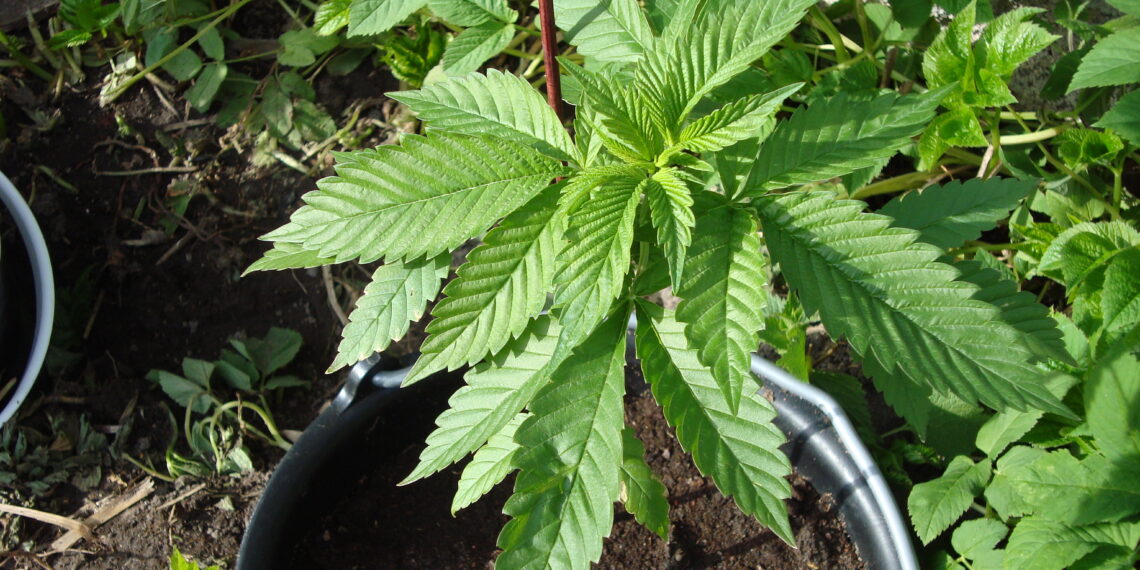 La cannabis light per rilassarsi e dormire meglio