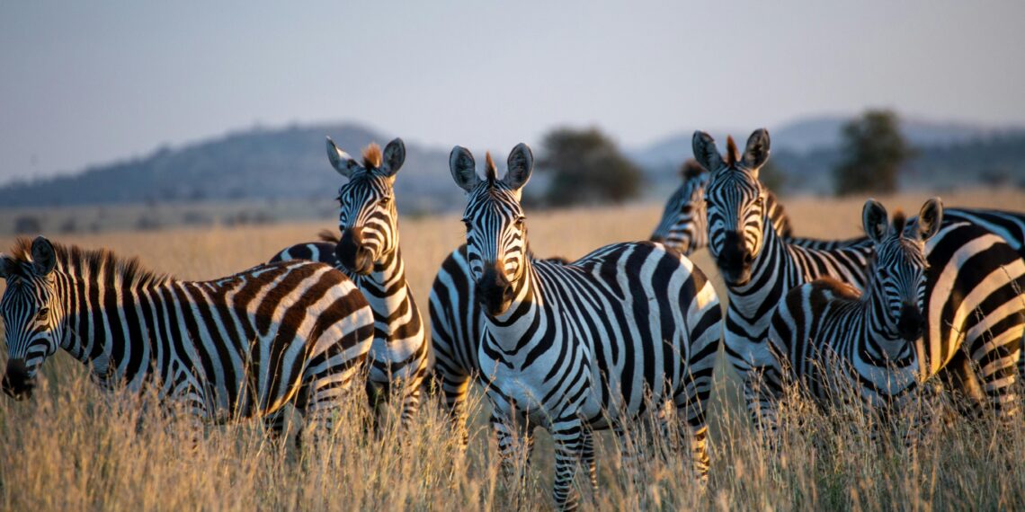 I parchi nazionali della Tanzania: gioielli di biodiversità da esplorare