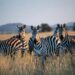 I parchi nazionali della Tanzania: gioielli di biodiversità da esplorare