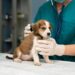 Consigli per stipulare un’assicurazione veterinaria per il tuo cane o gatto