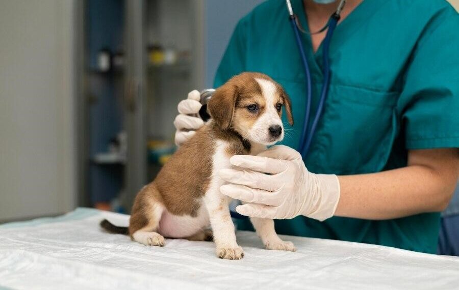Consigli per stipulare un’assicurazione veterinaria per il tuo cane o gatto