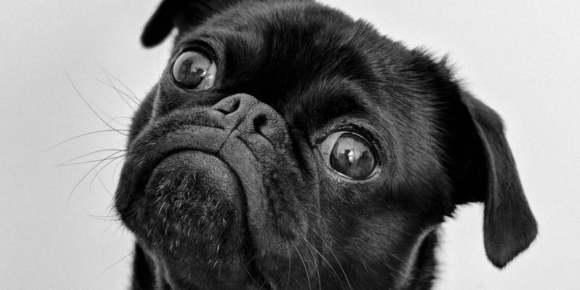 Guida Completa al Cibo Umido per Cani: Benefici, Scelte e Raccomandazioni