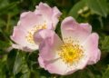 Cosmetici bio a base di olio di rosa mosqueta: il segreto naturale per una pelle rigenerata e luminosa