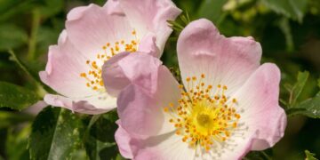 Cosmetici bio a base di olio di rosa mosqueta: il segreto naturale per una pelle rigenerata e luminosa