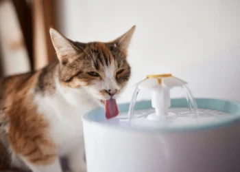 La nuova frontiera del pet care: tecnologia e abitudini che migliorano la vita degli animali domestici