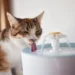 La nuova frontiera del pet care: tecnologia e abitudini che migliorano la vita degli animali domestici