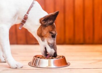 Ordina il cibo Reico per il tuo cane: qualità naturale a domicilio