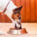 Ordina il cibo Reico per il tuo cane: qualità naturale a domicilio