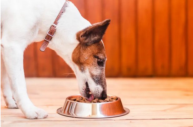 Ordina il cibo Reico per il tuo cane: qualità naturale a domicilio