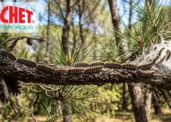 Che cos’è la Processionaria e come riconoscerla