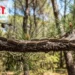 Che cos’è la Processionaria e come riconoscerla